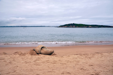 Fototapeta na wymiar Southern elephant seal photographed in Vitoria, Espirito Santo. Southeast of Brazil. Atlantic Forest Biome. Picture made in 2013.
