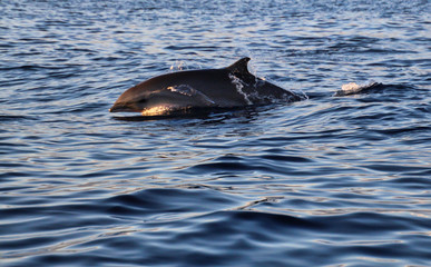 Obraz premium dolphin jumping out of water