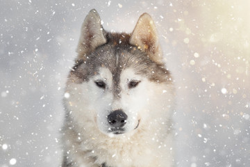 Portrait of a beautiful Husky dog in winter.