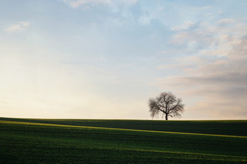 Hills with grasslands and trees without leaves.