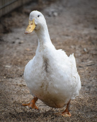 White Domestic Goose posing for a picture