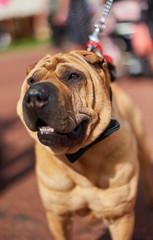A beautiful golden shar pei sharpei dog on a lead in the warm summer sunlight, shot with a shallow...