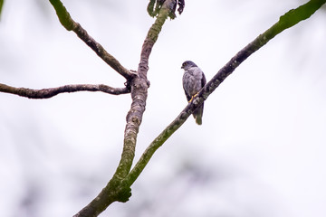 Bird photographed in Santa Teresa, Espirito Santo. Southeast of Brazil. Atlantic Forest Biome. Picture made in 2013.