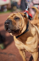 A beautiful golden shar pei sharpei dog on a lead in the warm summer sunlight, shot with a shallow depth of field. cute Chinese breed dog.