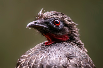 Bird photographed in Santa Teresa, Espirito Santo. Southeast of Brazil. Atlantic Forest Biome. Picture made in 2013.