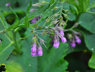 In the meadow, the common comfrey (Symphytum officinale) is blooming