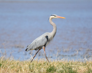 Great Blue Heron Strolling 