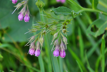 In the meadow, the common comfrey (Symphytum officinale) is blooming
