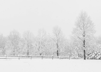 Naklejka premium Trees in Winter Landscape