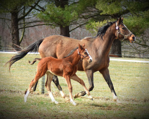 Fototapeta premium Thoroughbred Foal and Nurse Mare