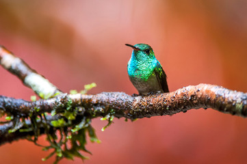 Bird photographed in Santa Teresa, Espirito Santo. Southeast of Brazil. Atlantic Forest Biome. Picture made in 2013.