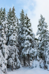 Spruce trees with snow, blue sky with clouds. Pine forest in winter. Tromso, Norway.