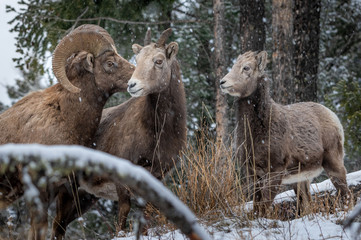 Bighorn sheep in Kootenay National Park
