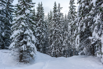 Dark pine trees with snow. Winter spruce forest. Tromso, Norway.