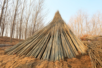 Temporary centralized curing of saplings