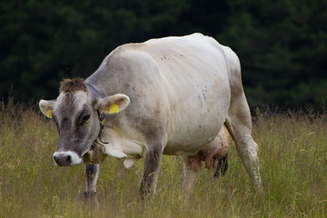 mucca in mezzo all'erba