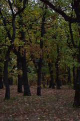 Fototapeta premium trees in the forest