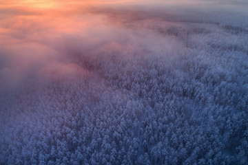 Winter forest from above
