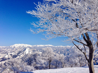 青空に映える雪化粧の木と山々（ガーラ湯沢スキー場）