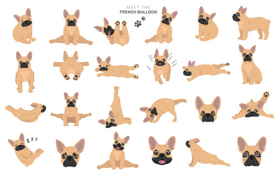 French bulldog clipart. Dog healthy silhouette and yoga poses set
