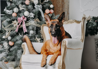 DOD HAPPY NEW YEAR  germany shepherd