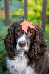 Dog with a red maple leaf on her head