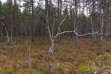 Reaching tree