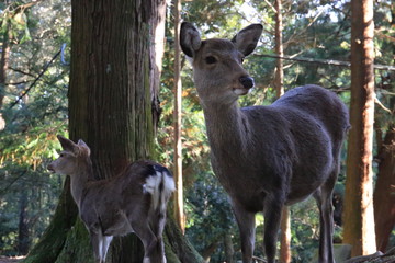 Nara Park in Nara Prefecture, Japan and the scenery of deer living in the park