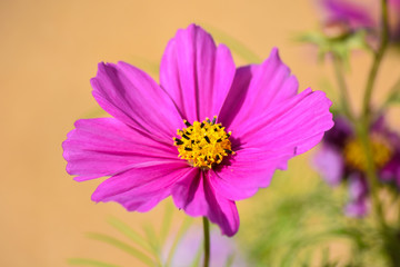 Obraz premium Purple Flower with Yellow Center