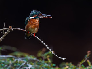 Common kingfisher