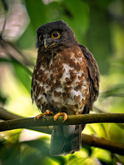  brown hawk-owl