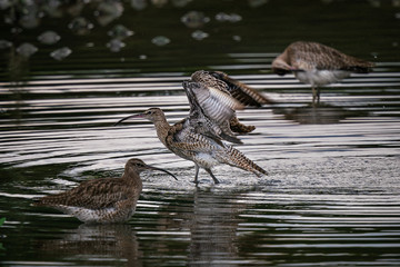 Whimbrel enjoying our waters- migratory bird from the north to escape the winter.