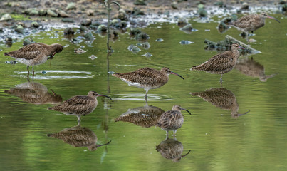  A flock of Whimbrels, on its yearly winter passage.