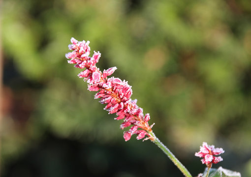 Flowering flames of the knotweed Persicaria amplexicaulis firetail in the morning light. Wild Cottage garden in the autumn morning sun on blurrred background in south burgenland, macro