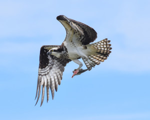 Osprey with a Fish