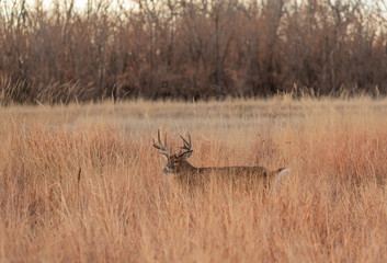 Whitetail Deer Buck in Tall Grass in the Fall Rut