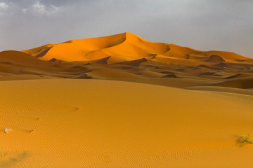 sand dunes in the desert