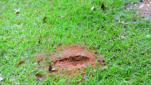 Man disturbs active fire ant mound by stepping on it.