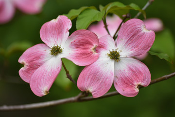 Fototapeta na wymiar Pink Dogwood Blossoms