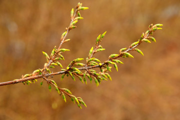 blooming yellow forsythia flower