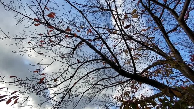 風に揺れる紅葉 見上げる 桜並木 桜 初冬 パンアップ B-roll 桜紅葉_v10_00495(IMG_4874_1_MOV)