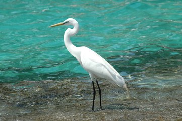Great Heron