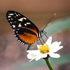 Doris Longwing Butterfly on White Flower