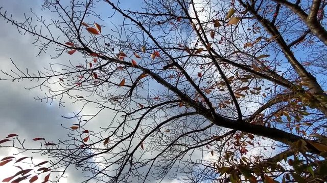 風に揺れる紅葉 見上げる 桜並木 桜 初冬 回転 パン スロー B-roll 桜紅葉_v12_00497(IMG_4874_3_MOV)