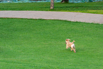 Little golden retriever puppy running on green grass