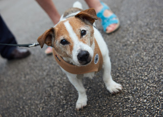 An elderly tri coloured jack russell terrier purebred dog, wearing a harness, going for walks with...
