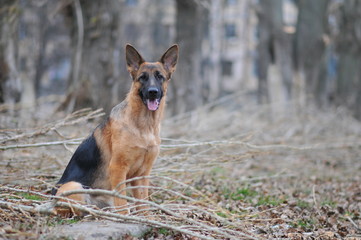 German Shepherd Portrait