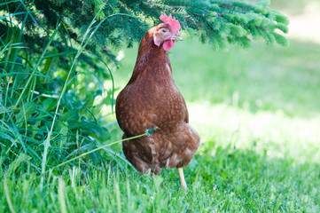 Chicken walking in green grass