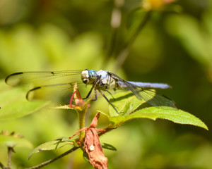 Laughing Dragonfly