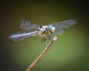 Happy Dragonfly